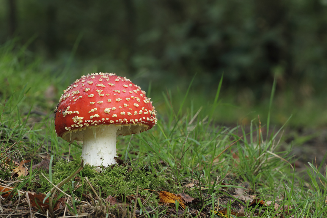 Fly Agaric 3